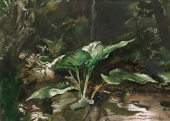 Skunk Cabbage by Andrew Wyeth